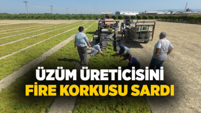 Manisa'nın Şehzadeler ilçesinde üzüm hasadına başlayan üreticiler, asmada bol görünen