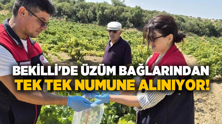 Denizli’nin Bekilli ilçesinde üzüm hasadı öncesi önemli bir çalışma başlatıldı.