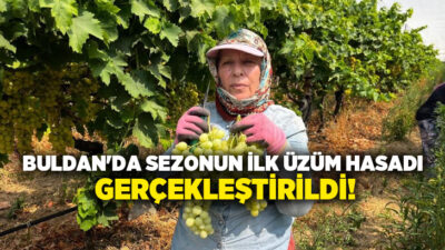 Buldan’da yetirilen erken olgunlaşan üzüm çeşidi Süperior’da hasat sezonu başladı.