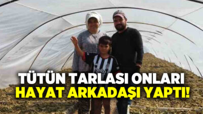 Tavas’ın Altınova Mahallesi’nde Ali Tanış ve Büşra Tanış’ın 34 dekarlık
