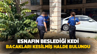 Kütahya’da esnaf tarafından beslenen bir kedi, bacakları kesilmiş ve telef