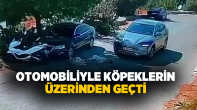 Muğla'nın Bodrum ilçesinde seyir halindeki otomobil, yolda yatan 2 köpeğin