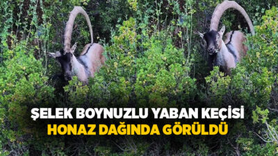 Denizli’nin zengin biyoçeşitliliğe sahip Honaz Dağı Milli Parkında, halk arasında