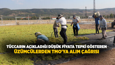 Denizli'de sofralık ve sirkelik üzüm üreticileri, artan girdi maliyetlerine karşı