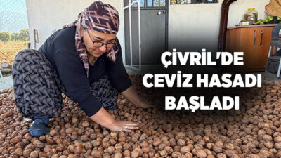 Denizli'nin Çivril ilçesinde ceviz üretiminin önemli merkezlerinden Gürpınar Mahallesi'nde hasat