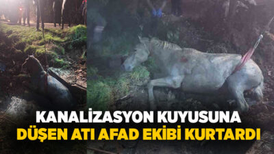 Eskişehir’de kanalizasyon kuyusuna düşen at, AFAD ekiplerinin çalışması sonucu bulunduğu