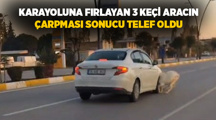 Manisa’nın Akhisar ilçesinde karayolunda seyir halindeki otomobilin yola çıkan koyun