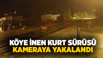 Bayburt’un Aydıntepe ilçesine bağlı Yukarı Kırzı köyüne inen kurt sürüsünün
