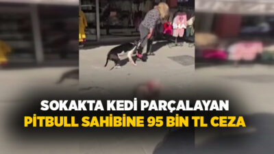 İstanbul’un Esenyurt ilçesinde bir kadının ağızlıksız şekilde gezdirdiği yasaklı ırk