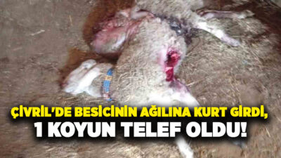 Denizli’nin Çivril ilçesinde gece saatlerinde bir ağıla giren kurt, bir